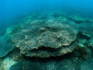 沖縄・石垣島にて考えた 五島の海の変化