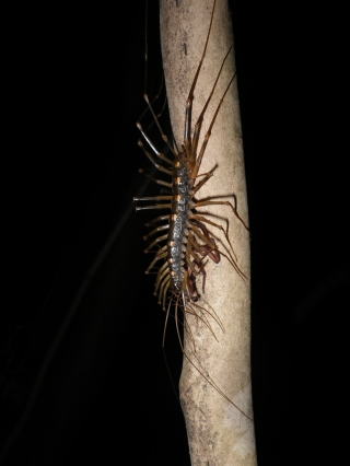 巨大 なゲジゲジ オオゲジ ゲジ科 Thereuopoda Clunifera 11 8 3 旧福江市 ゼンダナ 分布 本州南岸 南西諸島 体長 ４ ６センチほど 見られる時期 一年中 一般にゲジゲジと呼ばれる虫は日本には２種類います 小型の ゲジ と 大型に