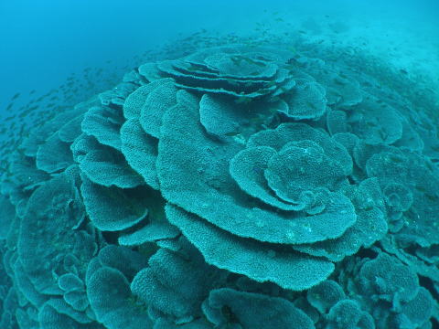 日本最大級のオオスリバチサンゴ