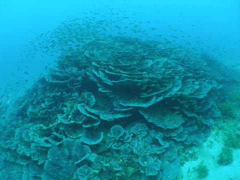 五島近海の珊瑚