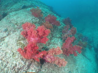 五島近海の珊瑚