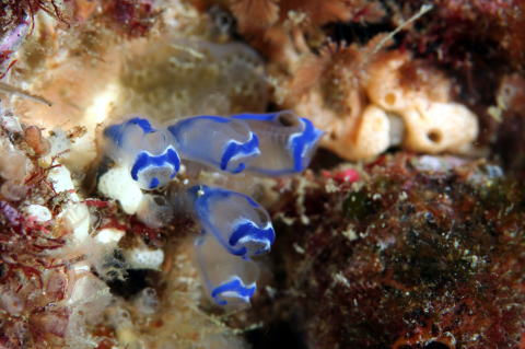 小さな青の宝石 ヘンゲボヤの一種 ヘンゲボヤ科 2009 5 1 若松島 ハリノメンド 水深10ｍ 分布 南日本 詳細不明 大きさ 7 8ミリ 五島海域の何カ所かで見ている小さなホヤ 半透明の体に青と白の彩りがなんともいえない美しさです