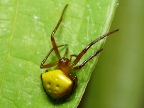 Araneus Viridiventris
